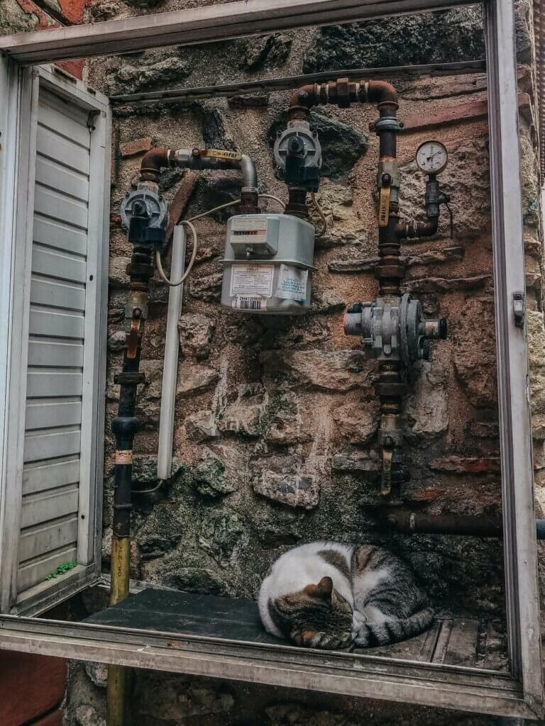 Picture of water meter and shut off valve with cat sleeping below